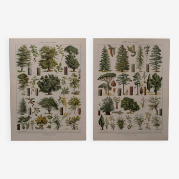 Original lithographs on the forest and forest trees