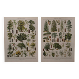 Original lithographs of forest and forest trees