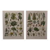 Lithographies originales sur la forêt et les arbres forestiers