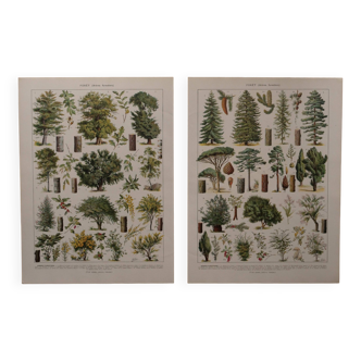 Original lithographs on the forest and forest trees