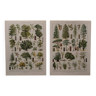 Lithographies originales sur la forêt et les arbres forestiers