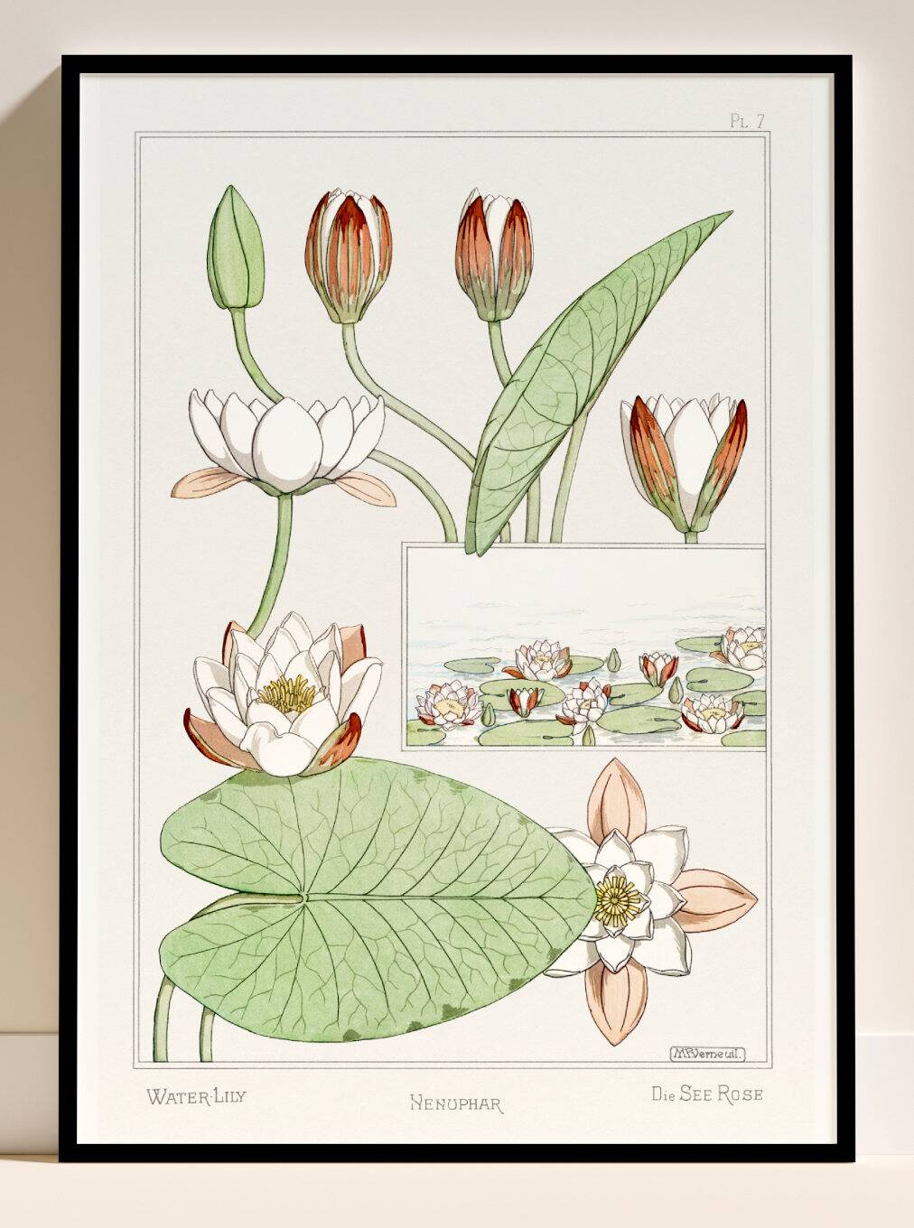 Poster “Water Lily”, after an Art Nouveau lithograph from 1897