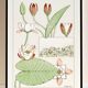 Poster “Water Lily”, after an Art Nouveau lithograph from 1897