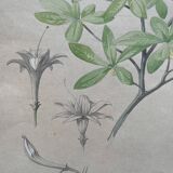 Marcel Corrette, Art Nouveau Floral Study of Rhododendron Luteum Watercolor