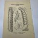 Botanical engraving butterflies double-sided naturalist plate Etching