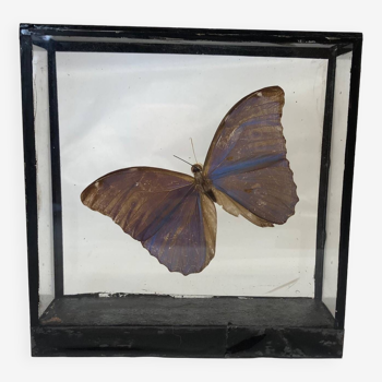 Blue “Morpho” butterfly under glass