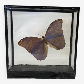 Papillon « Morpho » bleu sous verre