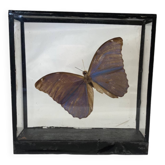 Blue “Morpho” butterfly under glass
