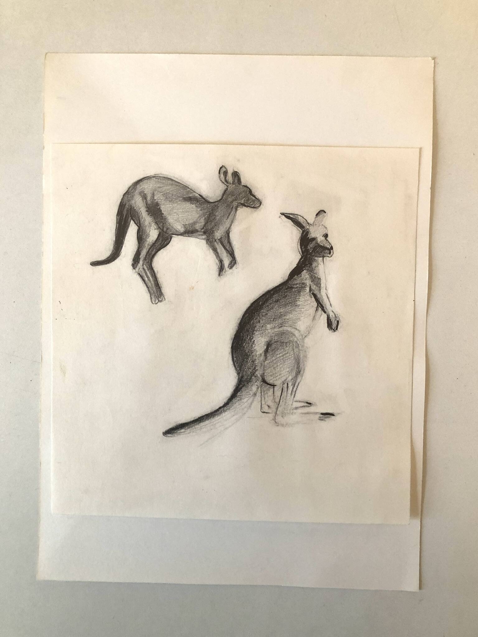 Drawing Kangaroos