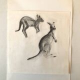 Drawing Kangaroos