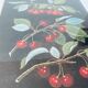Lithographie encadrée les cerises