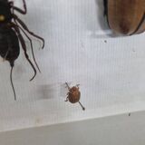 Boîte d'entomologie d'insectes