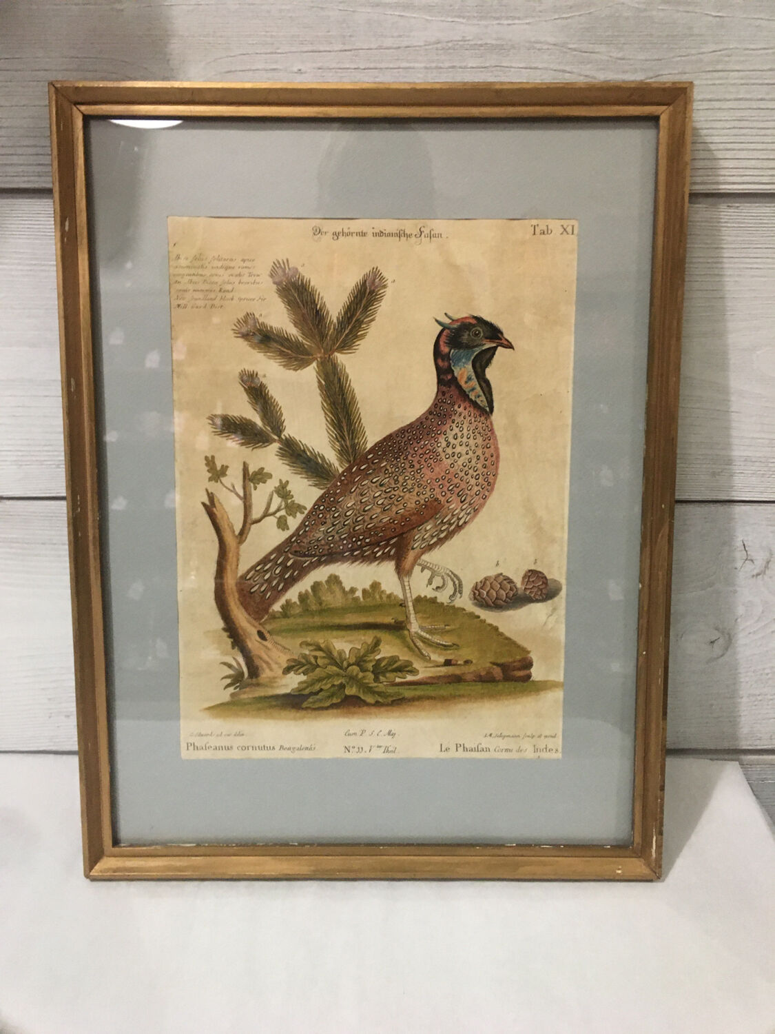 Ornithological engraving