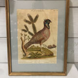 Ornithological engraving