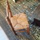 Chaise enfant campagnarde paillée
