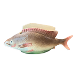 Barbotine poisson