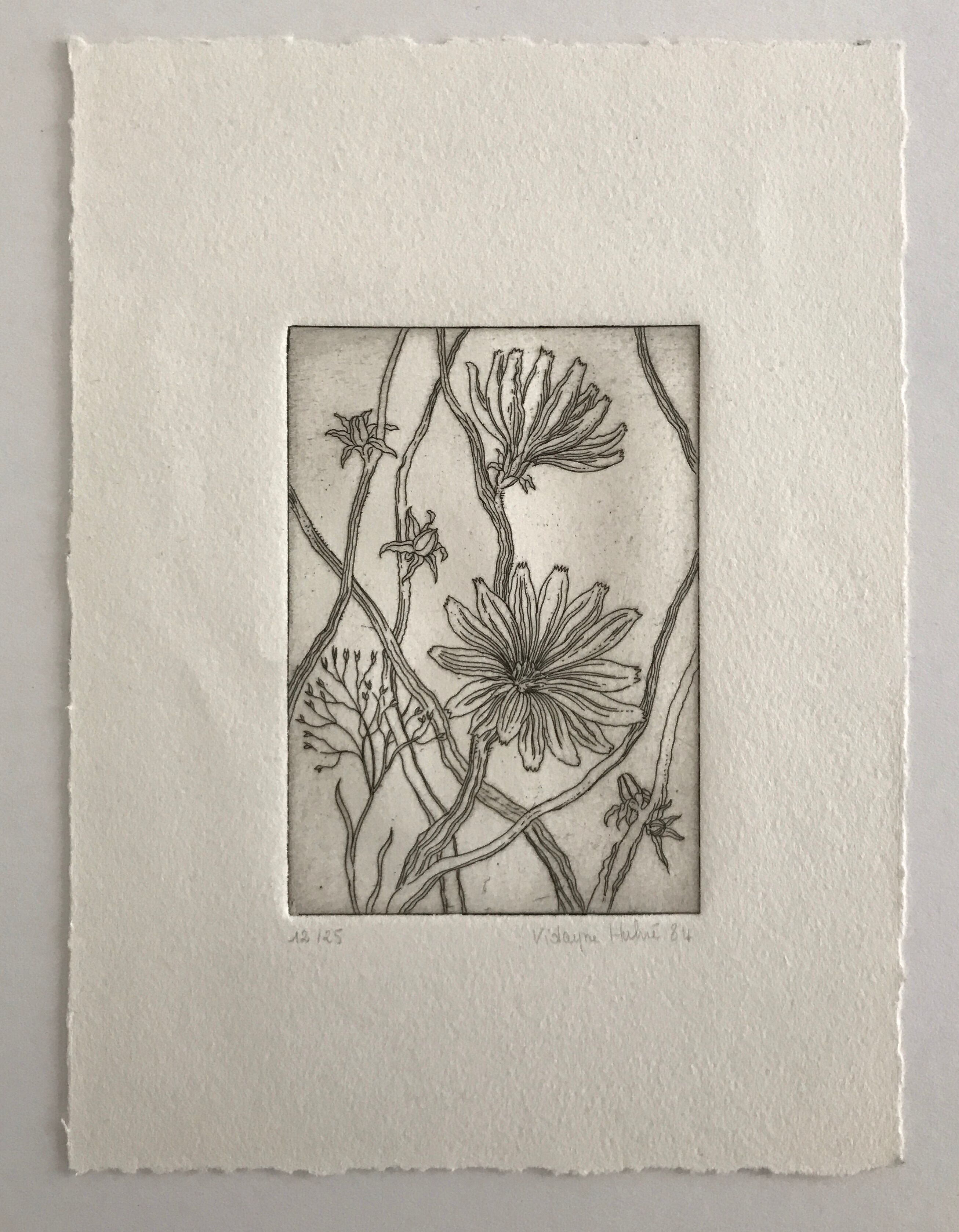 Etching signed by violayne hulné, study of clematis, 1984