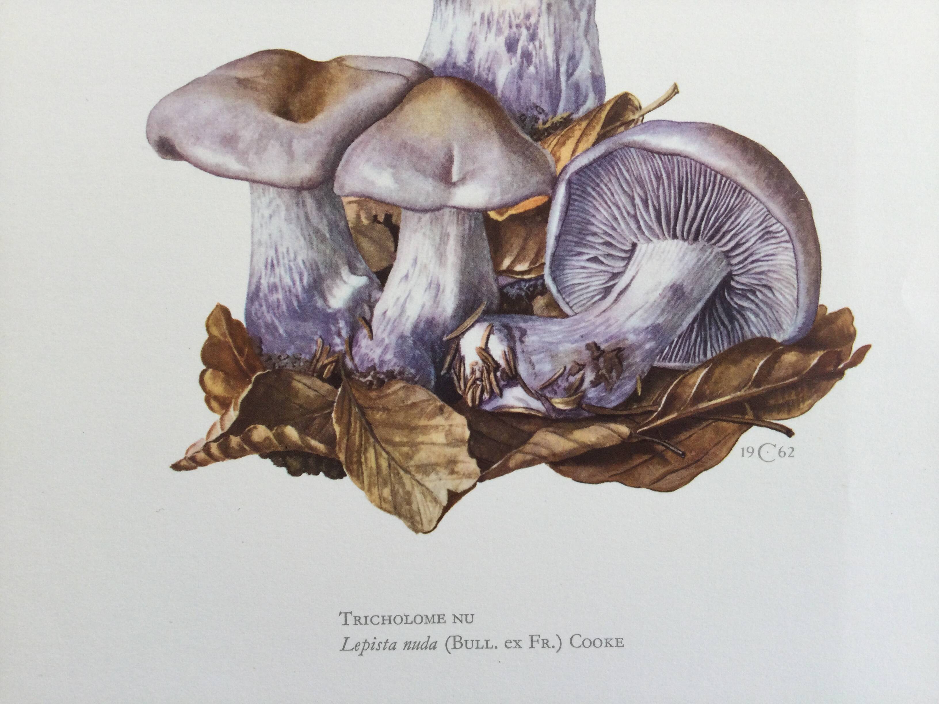 Botanical illustration "mushrooms", 1960s