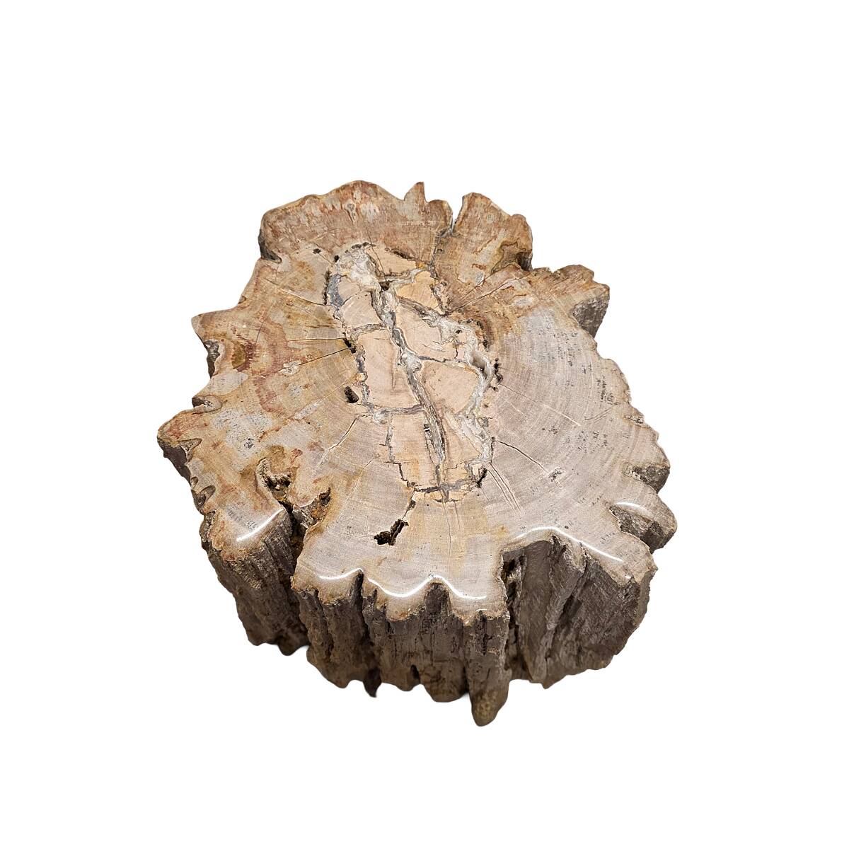 Petrified Wood As A Side Table, more than 50 million years old