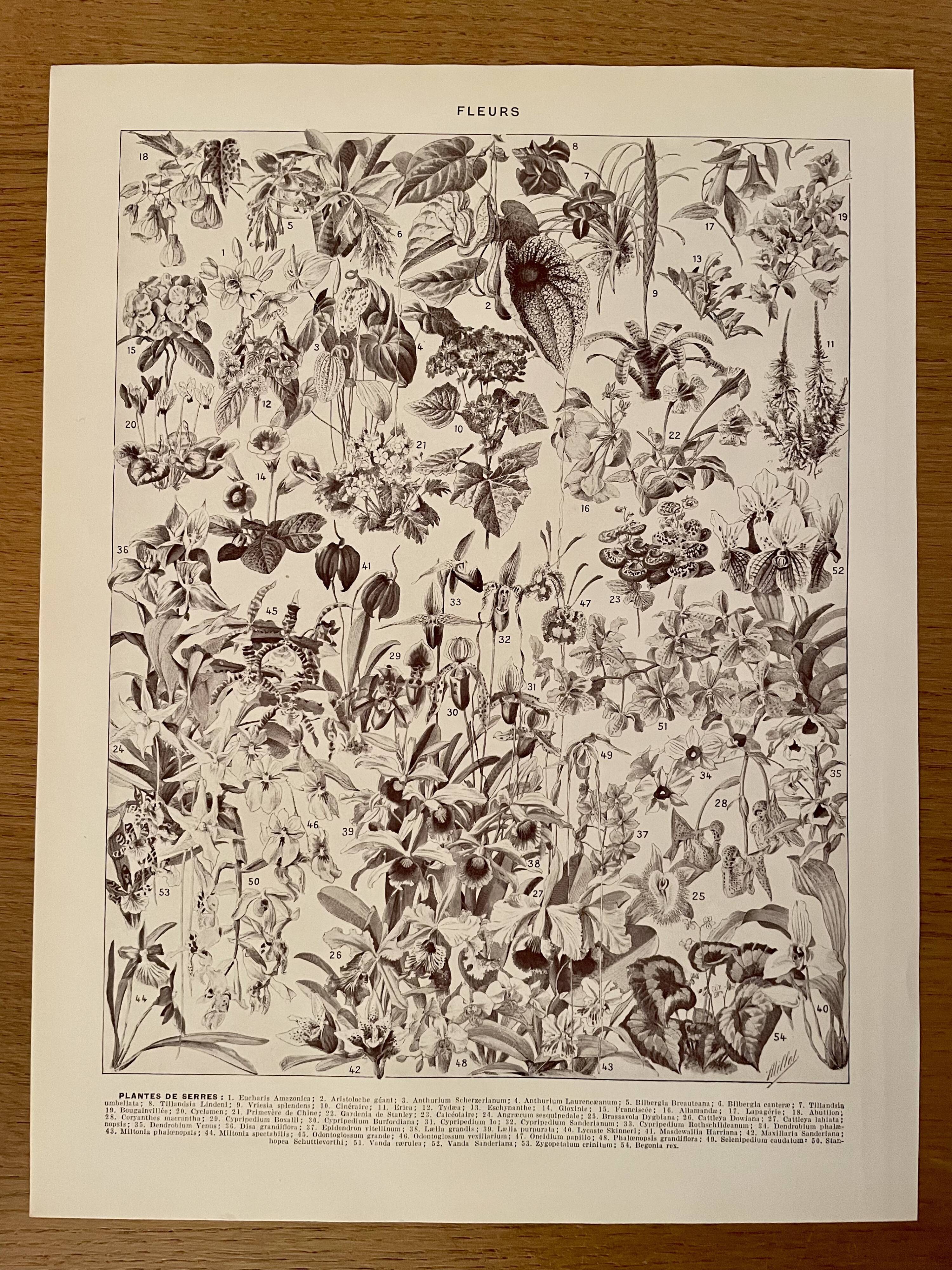 Lithograph on flowers (trees and shrubs) - 1920