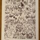 Lithograph on flowers (trees and shrubs) - 1920