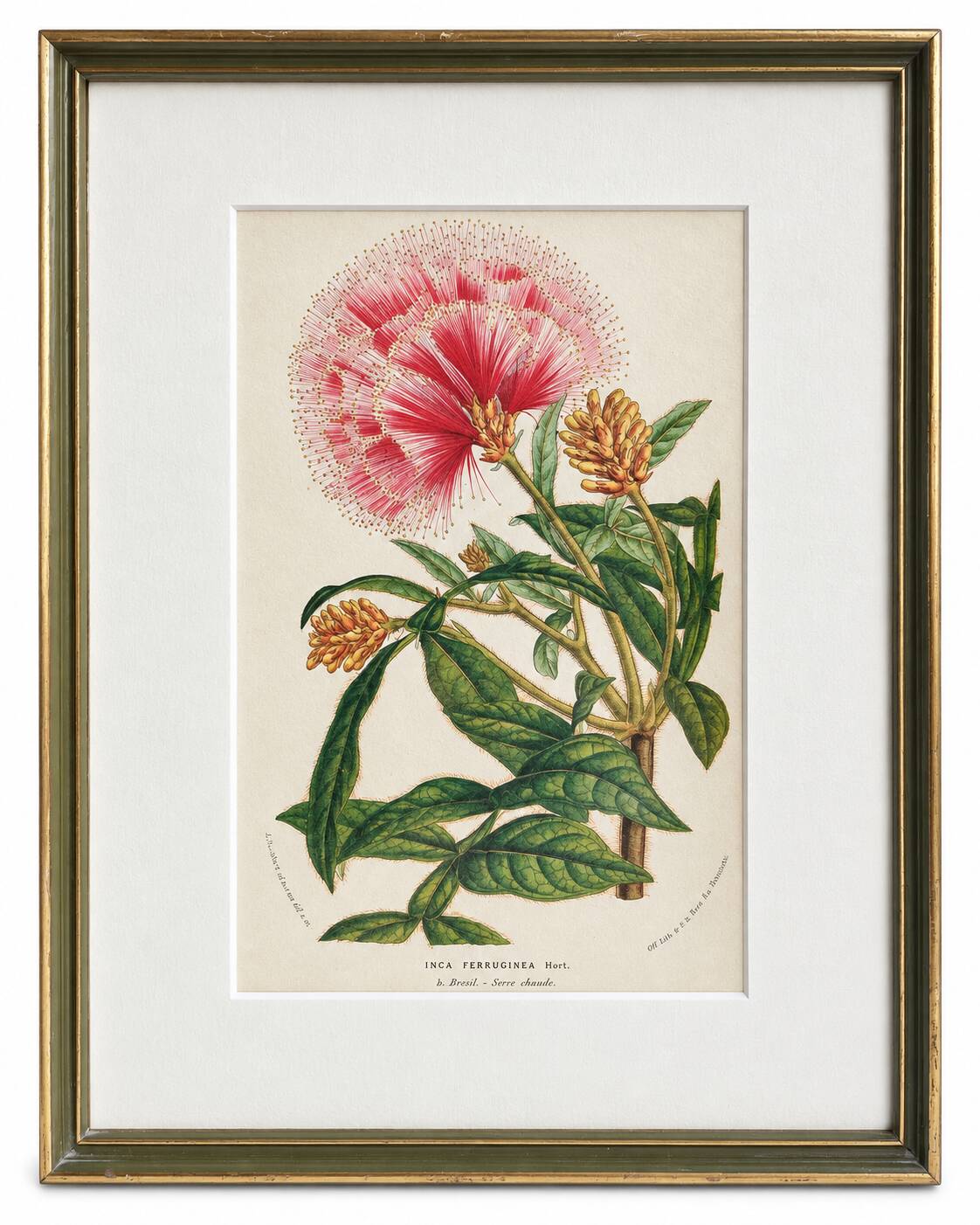 19th Century Botanical Lithograph of Inga Ferruginea, c.1853.