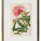 19th Century Botanical Lithograph of Inga Ferruginea, c.1853.