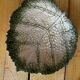 Empty Pocket / Basket / Ceramic Dish Barbotine Cabbage Leaf signed GV