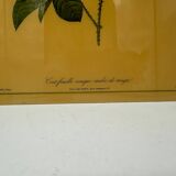 Old lithograph