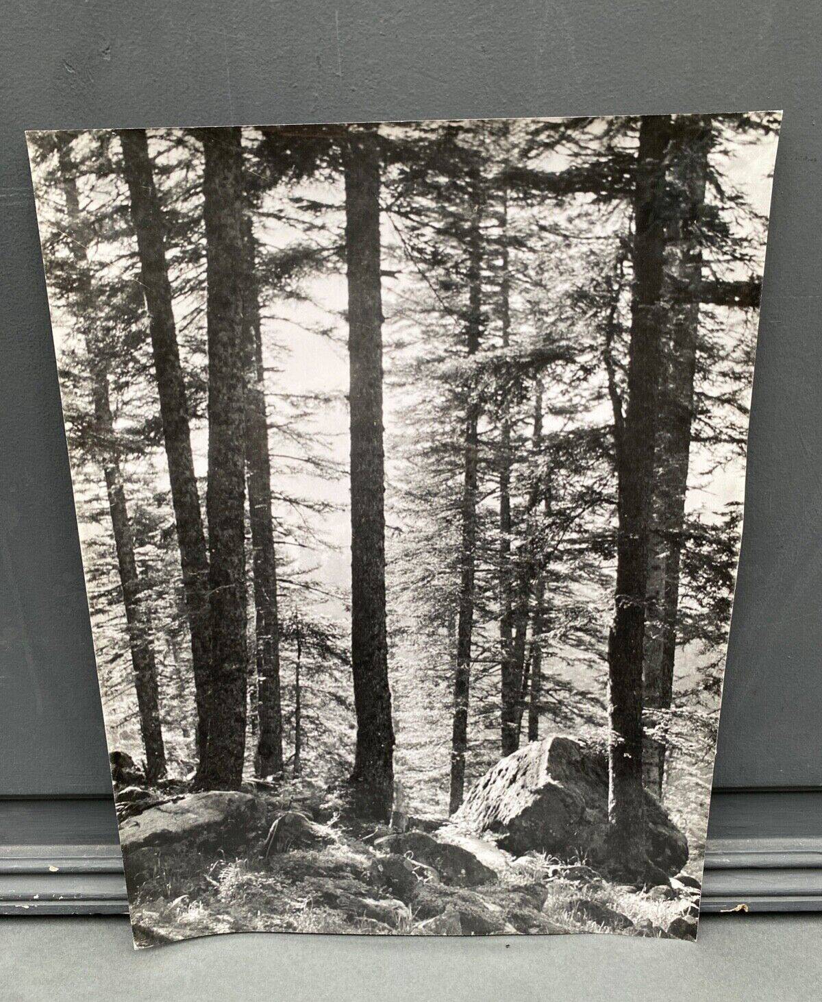 Silver gelatin photograph by Bernard Darot, Undergrowth and rocks, 20th century