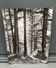 Silver gelatin photograph by Bernard Darot, Undergrowth and rocks, 20th century