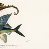 Poster of the Seahorse and the Flying Fish, based on an old engraving