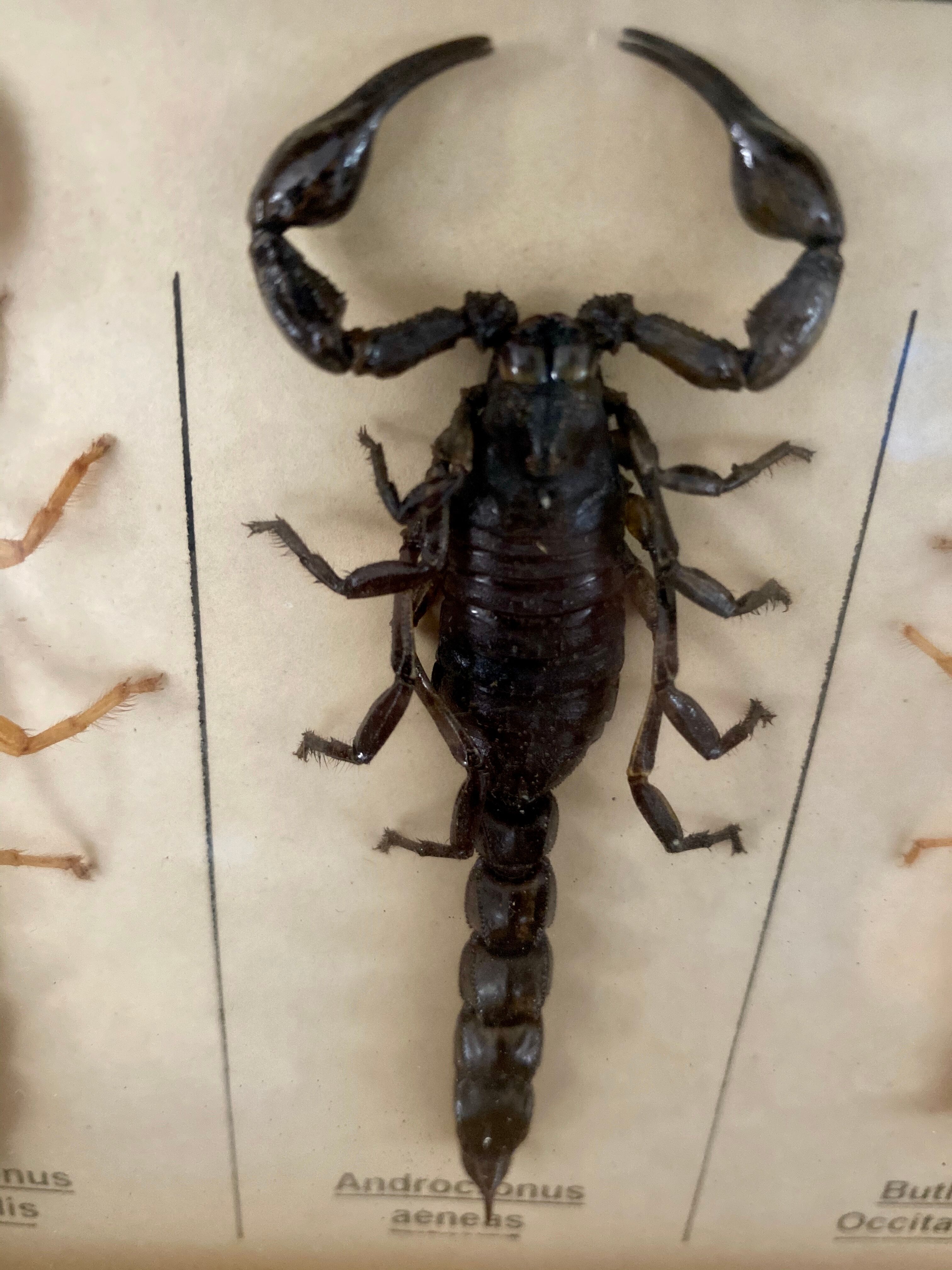 Frame 4 naturalized scorpions de curiosity cabinet