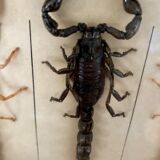 Frame 4 naturalized scorpions de curiosity cabinet