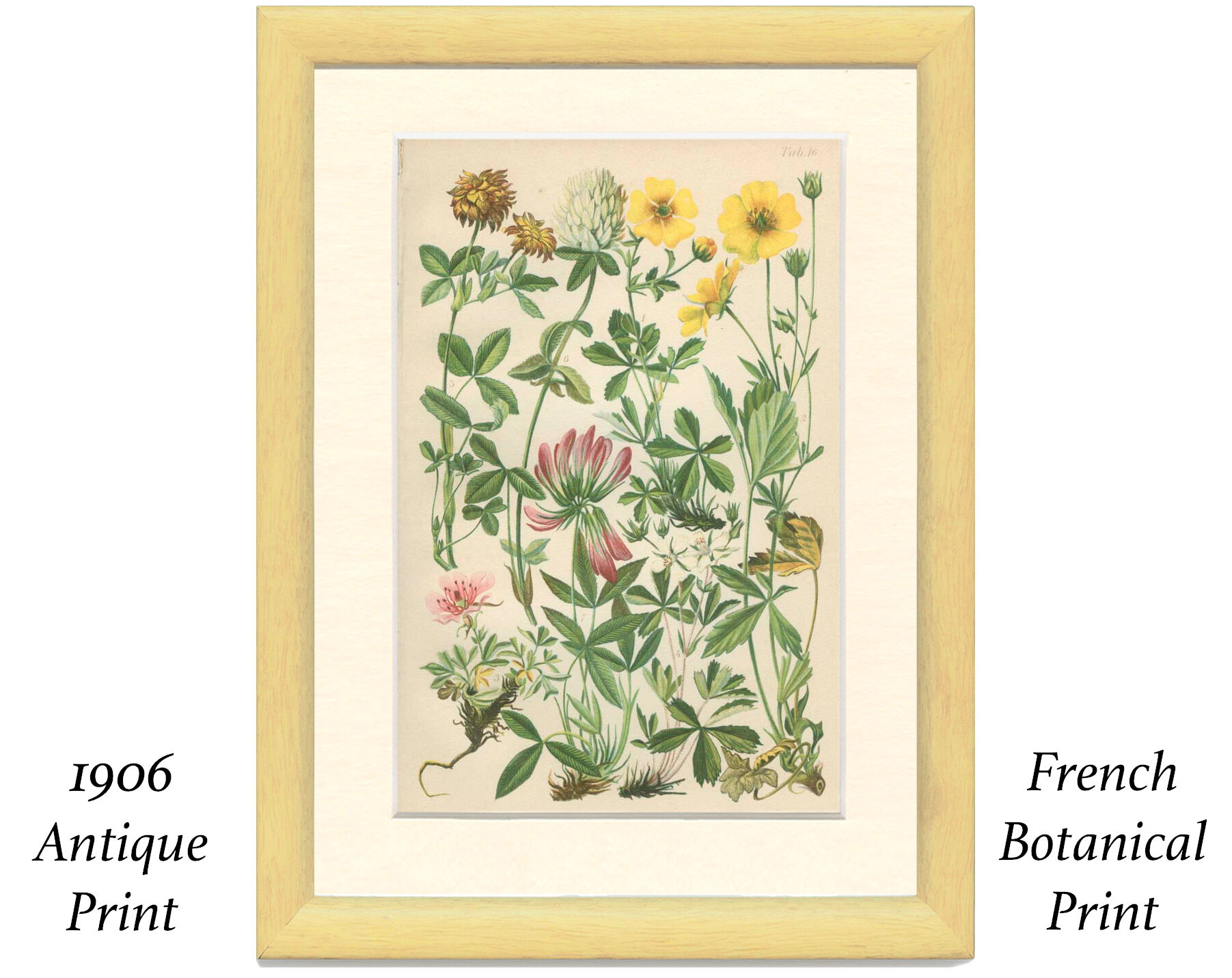 Botanical plate 1906 Potentilla, brown clover, snow trills, alpine clover