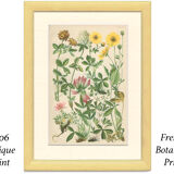 Botanical plate 1906 Potentilla, brown clover, snow trills, alpine clover