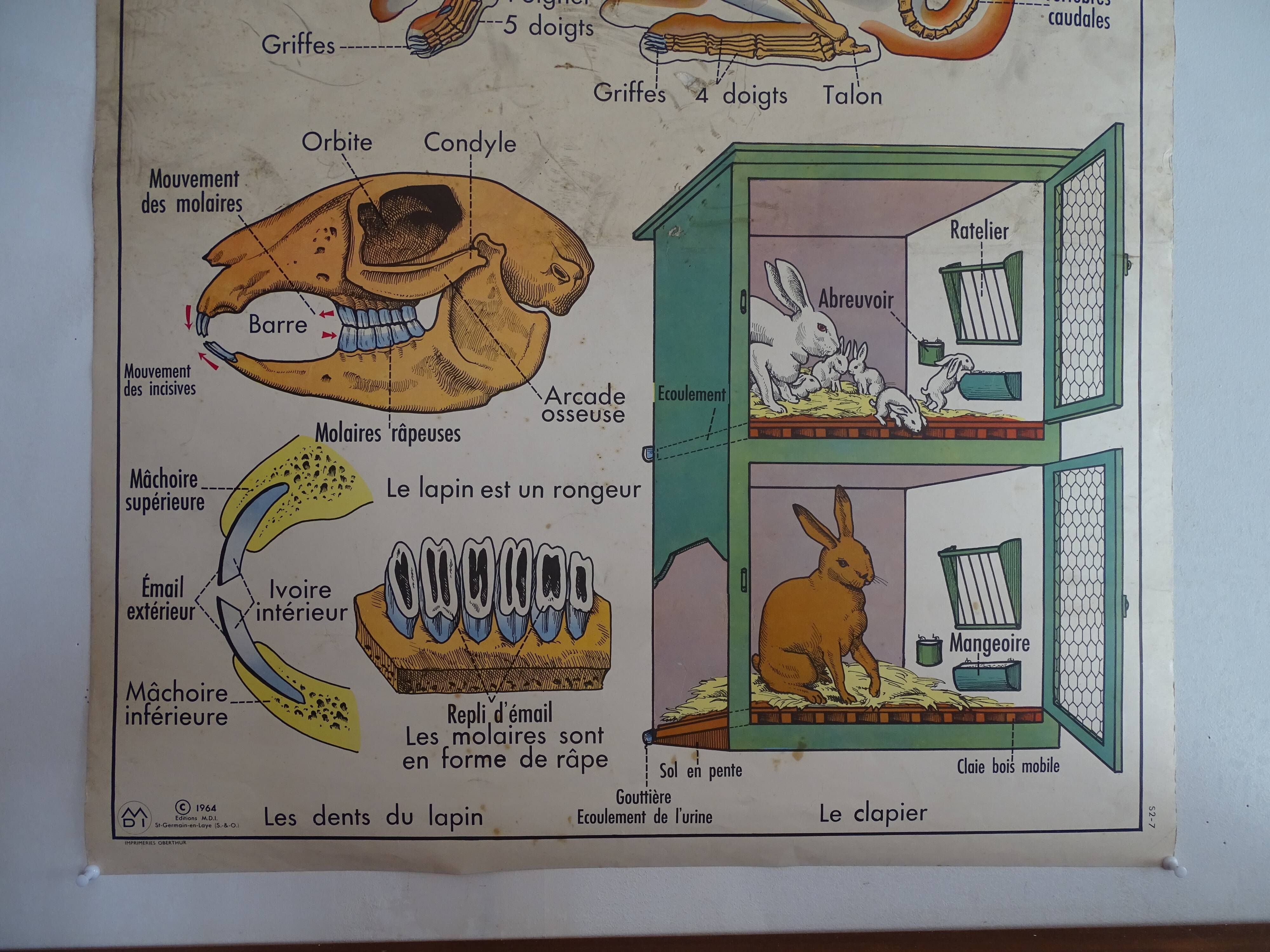 School poster on both sides anatomy insectivores and rabbit. MDI.1964
