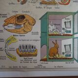School poster on both sides anatomy insectivores and rabbit. MDI.1964