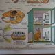 School poster on both sides anatomy insectivores and rabbit. MDI.1964