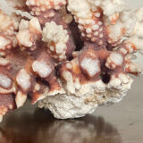 Natural branching coral.