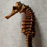 Hippocampe seché
