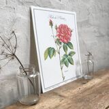 Botanical plank Rose de Provins