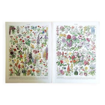 Duo of botanical flower boards