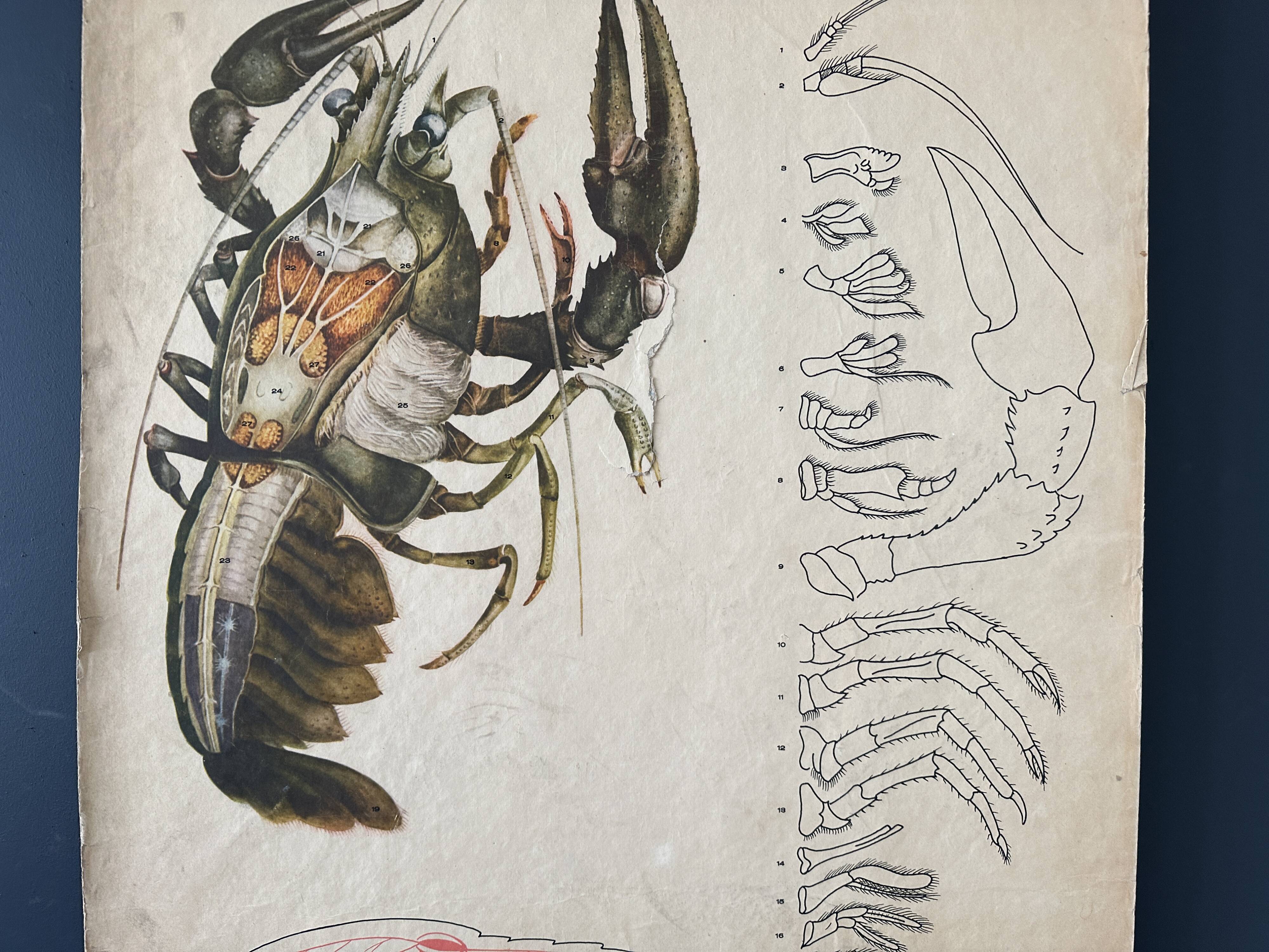 Crayfish vintage anatomy poster wall board from 1960's