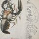 Crayfish vintage anatomy poster wall board from 1960's