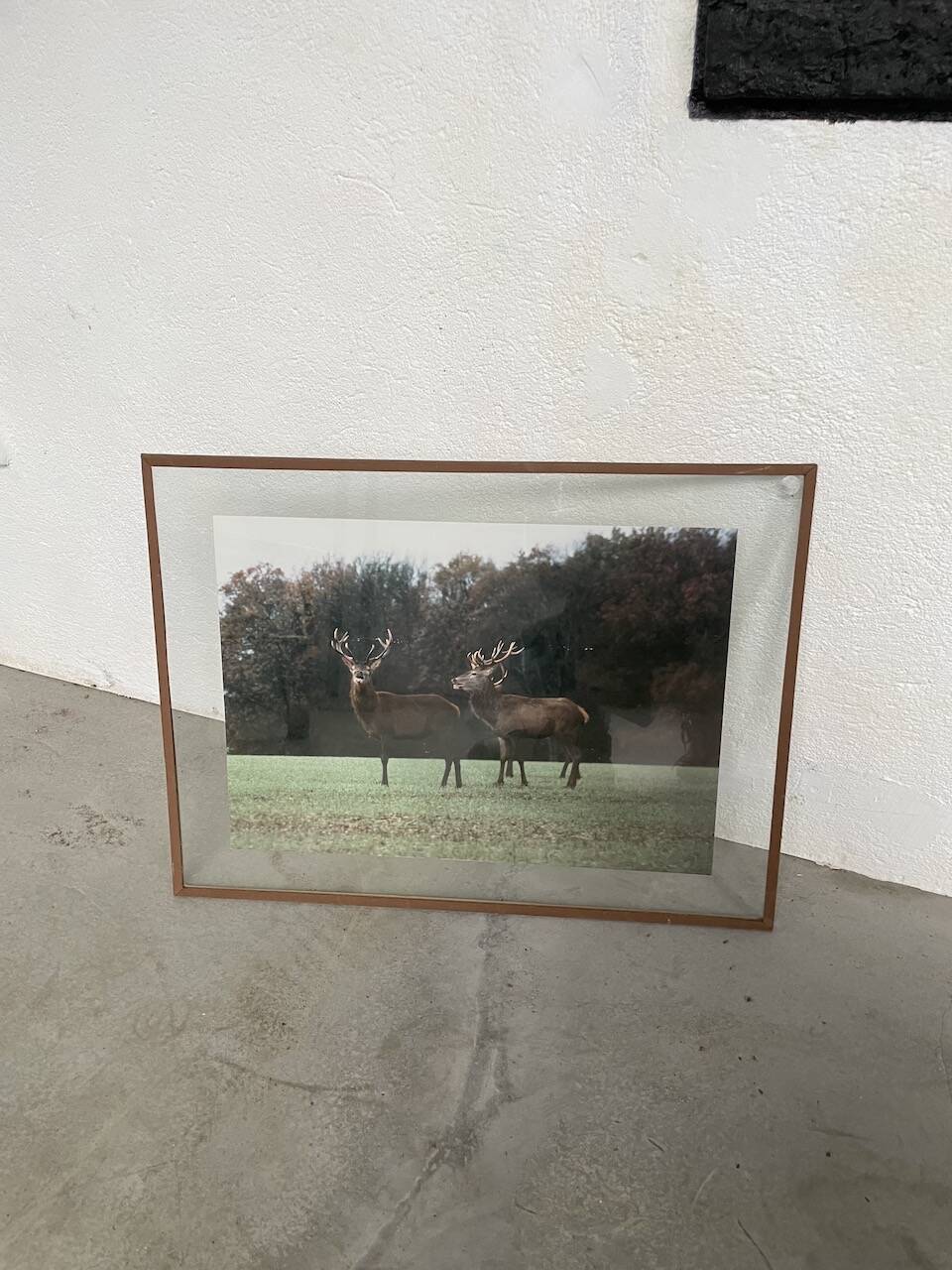 Old photo deer