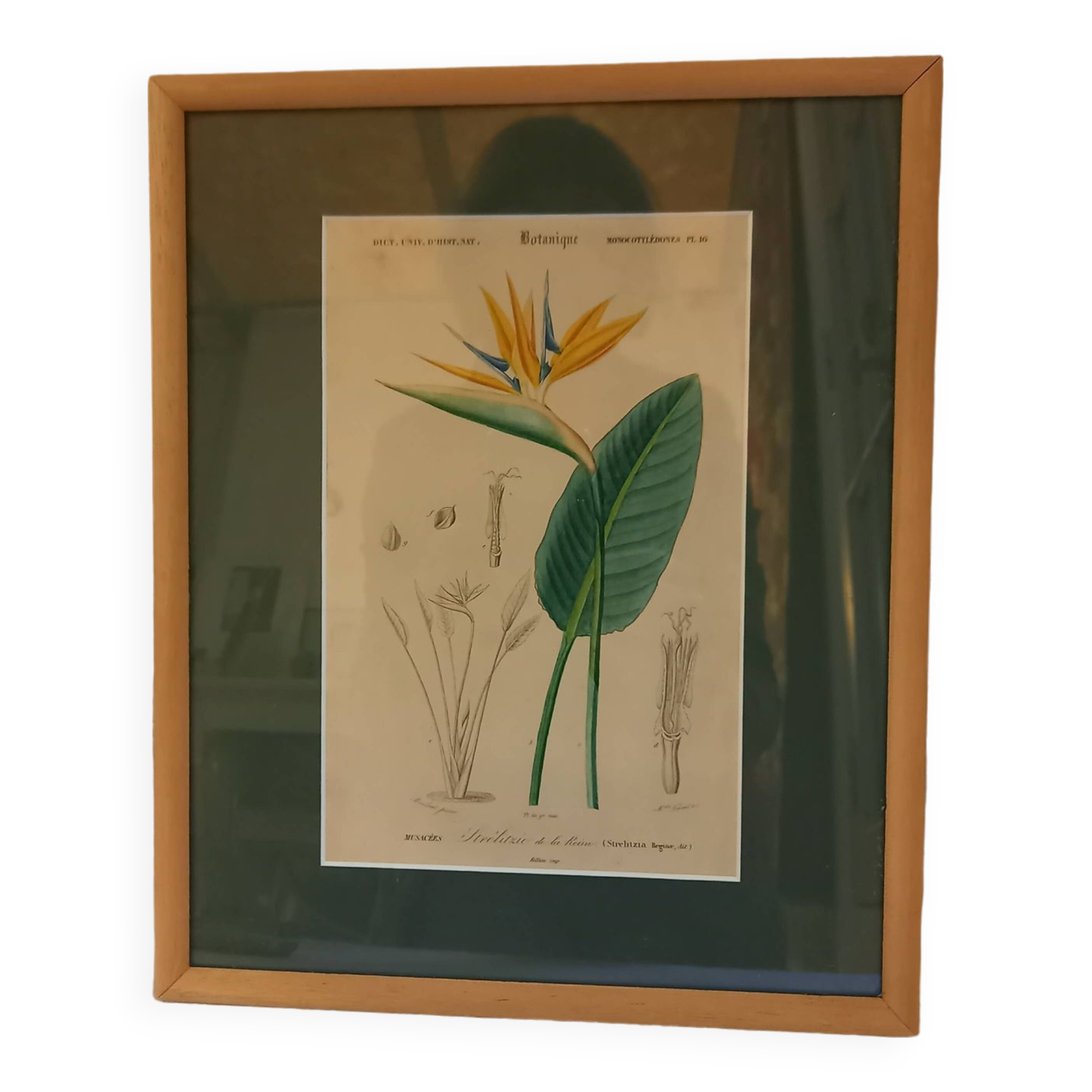 Old botanical plate, framed, representing a flower, queen's strétisia.