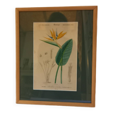 Old botanical plate, framed, representing a flower, queen's strétisia.