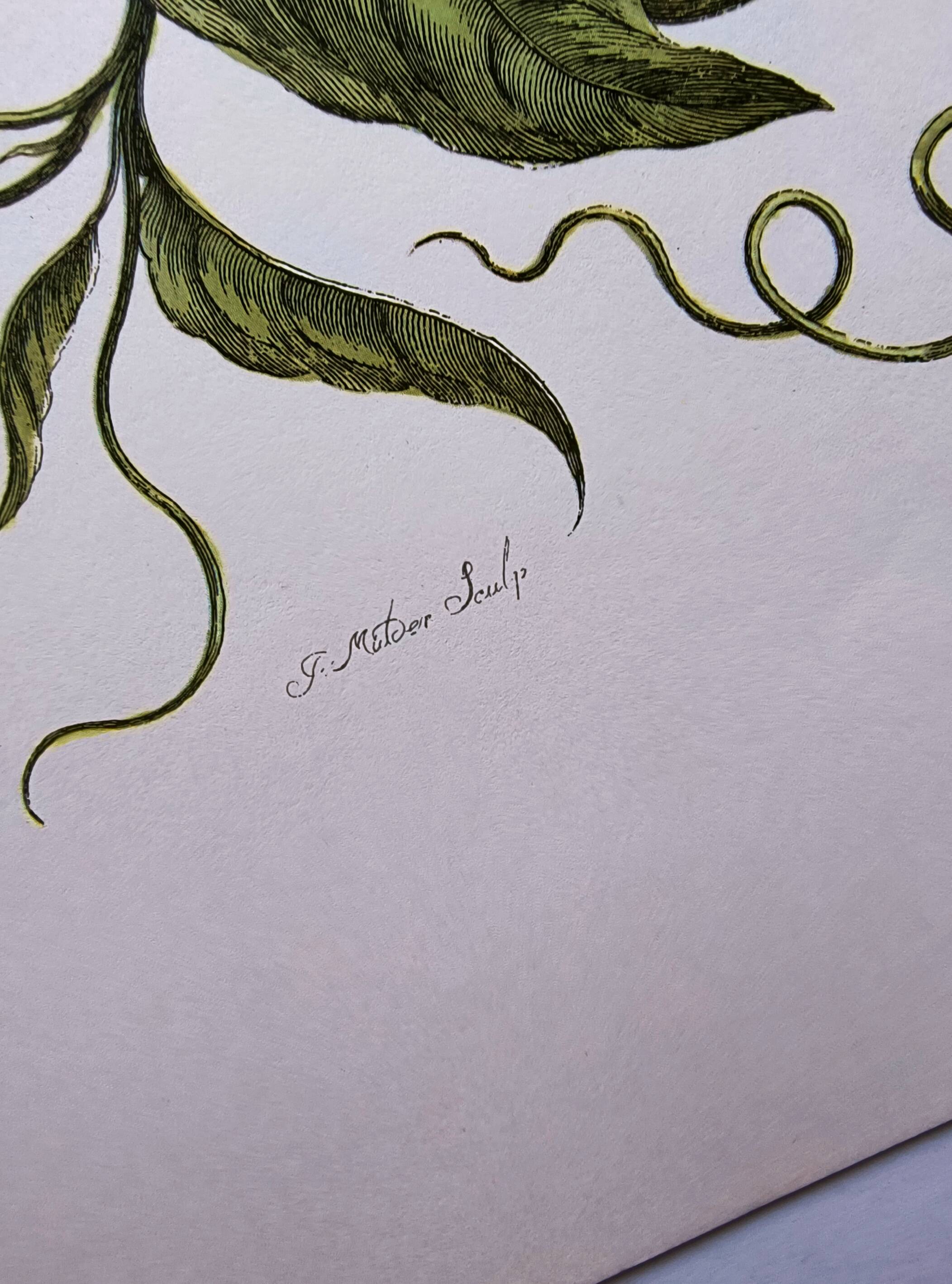 Vintage illustration. Passion flower by Merian - botanical plate