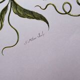 Vintage illustration. Passion flower by Merian - botanical plate